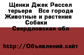 Щенки Джек Рассел терьера - Все города Животные и растения » Собаки   . Свердловская обл.